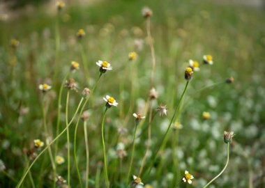 Meksika papatyası (Tridax procumbens L.), çayırdaki küçük sarı çiçekler, seçilmiş odak noktası..