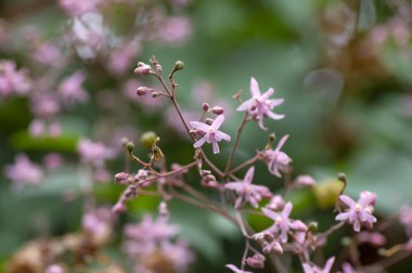 Tahongai, misafir ağaç, Kleinhovia hosita, Katimaha, Timoho (Java, Endonezya) pembe çiçekler olarak bilinir. Seçili odak.