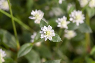 Beyaz papatya çiçekleri, Gomphrena celosioides, çayırda, bilgisayar arkaplanı ve duvar kağıdı için sığ odak