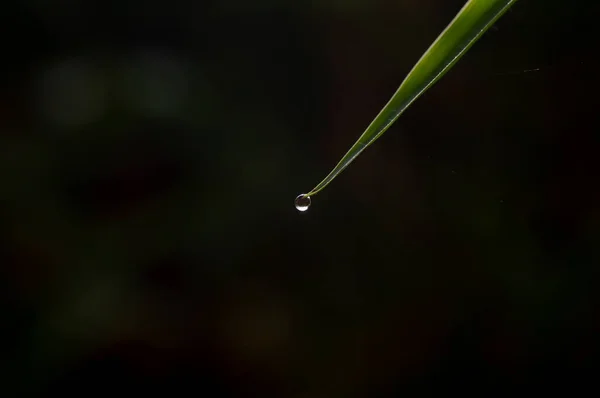 Uma Gota Água Ponta Folha Bambu Espaço Cópia Para Fundo — Fotografia de Stock