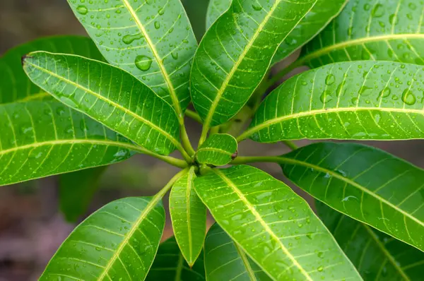緑色のマンゴー マンギフェラ インディカL の若い葉が浅い焦点で — ストック写真