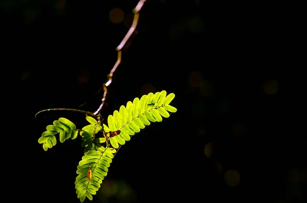 タマリンド川 Leucaena Leucocephala 緑の葉とクモのシルエットで 背景は暗色である — ストック写真