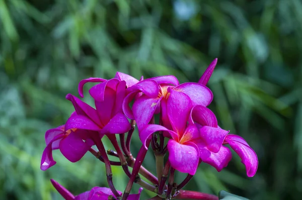 Purple Kamboja Flower Plumeria Genus Flowering Plants Family Apocynaceae Also — Stock Photo, Image