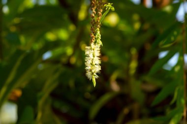 Melaleuca cajuputi çiçekleri, Cjuput, sığ odak, bulanık arka plan.