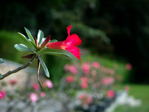 Крупним Планом Червона Квітка Аденію Також Відома Пустельна Троянда — стокове фото