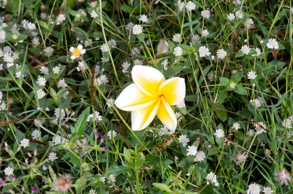 Kamboja Kwiat Plumeria Znany Również Jako Lei Kwiaty Frangipani Płytkiej — Zdjęcie stockowe