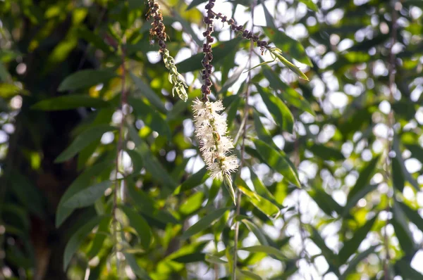 Melaleuca Cajuputi Çiçekleri Cjuput Sığ Odak Bulanık Arka Plan — Stok fotoğraf