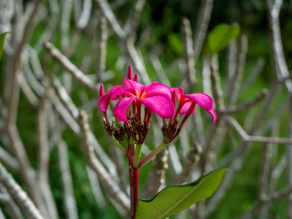 Lila Kamboja Blüte Plumeria Eine Pflanzengattung Aus Der Familie Der — Stockfoto
