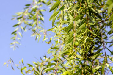 Melaleuca cajuputi bitkileri, genel olarak cajuput olarak bilinir, seçilmiş odak.