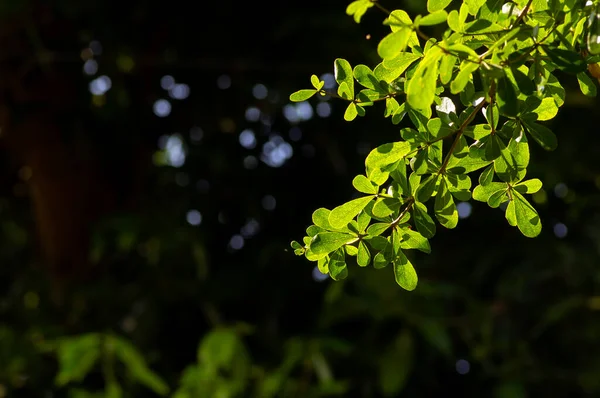 Ketapang Kencana Terminalia Mantaly Madagascar Foglie Verde Mandorla Con Sfondo — Foto Stock
