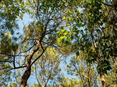 Pinus merkusii, Merkus çamı ya da Sumatra çamı tepe örtüsü, doğal orman arka planı