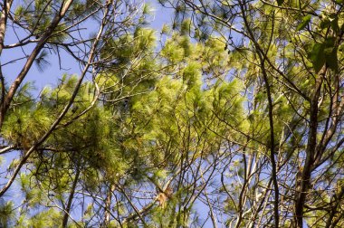 Pinus merkusii, Merkus çamı ya da Sumatra çamı tepe örtüsü, doğal orman arka planı