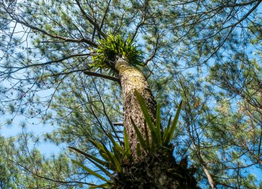 Orkide, bir çam ağacının gövdesinde epifit, Pinus merkusii, Merkus çamı ya da Sumatra çam tepesi, doğal orman arka planı..