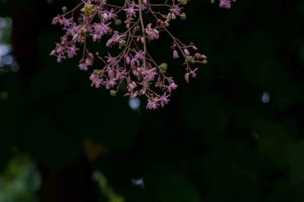 stock image Tahongai, guest tree, Kleinhovia hospita, known as Katimaha, Timoho (Java, Indonesia) pink flowers and seeds. Selected focus.