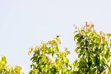 Aniseed Myrtle, Syzygium anisatum, ringwood ve anason ağacı yaprakları ve çiçekleri aromatik yapraklarla.