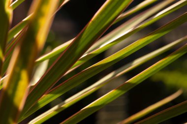 Dracaena marginata Tricolor, gökkuşağı ağacı, arkaplan için sığ odak.