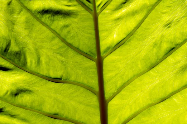 Ein Elefantenohrblatt Taroblattstruktur Colocasia Esculenta Gegenlichtaufnahme Natürlicher Hintergrund — Stockfoto
