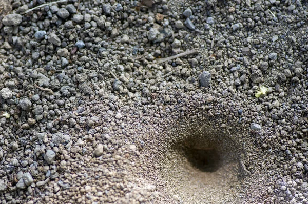 Vórtice Buraco Cone Chão Ninho Larvas Myrmeleon Formicarius Undur Undur — Fotografia de Stock