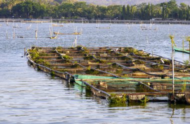 Rowo Jombor Gölü, Klaten, Endonezya 'da birçok balık göleti.
