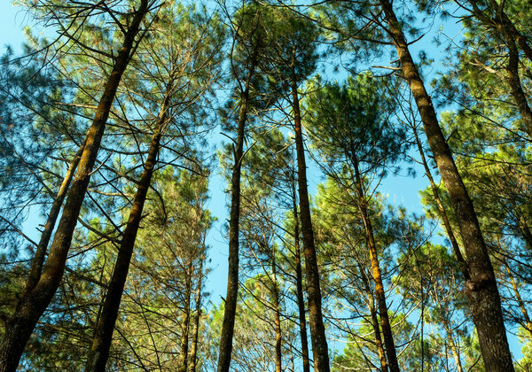 Pinus merkusii, the Merkus pine or Sumatran pine canopy, natural forest background.
