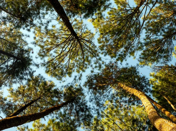 Pinus Merkusii Merkus Pine Sumatran Pine Canopy Natural Forest Background — Stock Photo, Image
