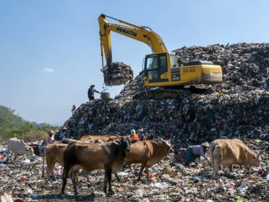 Yogyakarta, Endonezya - 16 Ağustos 2023: Bir kazıcı, hayvan ve çöp toplayıcısı, çöp öğütücüye çöp döktü, TPS Piyungan, Yogyakarta, Endonezya