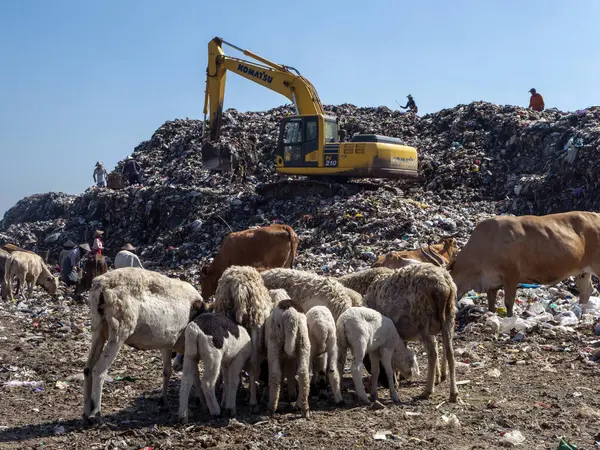 stock image Yogyakarta, Indonesia - August 16, 2023: An excavator, animal and garbage scavenger at landfills, dump garbage at the final disposal, in TPS Piyungan, Yogyakarta, Indonesia