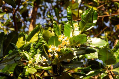 Calophyllum inofillum çiçeği ve yeşil yaprak, mastwood, plaj kalafilyumu olarak bilinen büyük bir bitkidir.