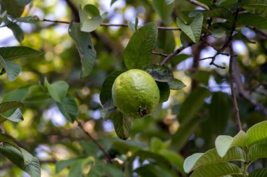 Jambu biji, ağaçta asılı taze guava meyvesi (Psidium guajava), sığ odak.