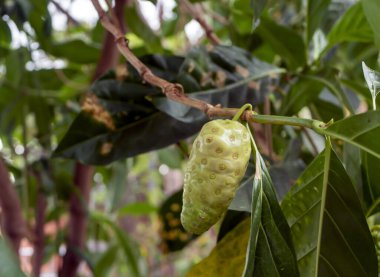 Mengkudu, olgunlaşmış Noni meyvesi (Morinda citrifolia), ayrıca açlık meyvesi olarak da bilinir..