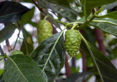 Mengkudu, olgunlaşmış Noni meyvesi (Morinda citrifolia), ayrıca açlık meyvesi olarak da bilinir..