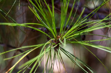 Pinus merkusii (Merkus çamı veya Sumatran çamı) ormanda genç yeşil yapraklar, sığ odak.