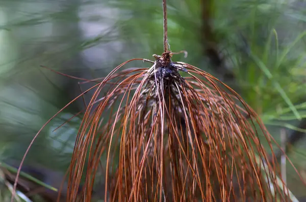 Pinus Merkusii Merkus Borovice Nebo Sumatran Borovice Staré Suché Listy — Stock fotografie