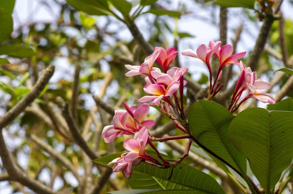 粉红仙人掌花 Pink Kamboja Flower Plumeria 一种菊科开花植物属 也被称为雷花和弗兰吉帕尼花 — 图库照片