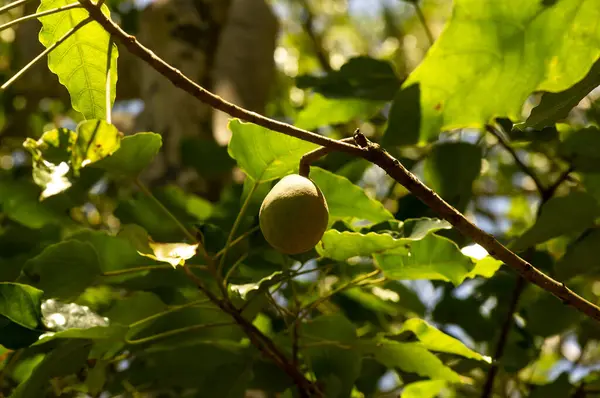 Uma Fruta Candelabro Aleurites Moluccana Folhas Verdes Foco Raso Imagens De Bancos De Imagens