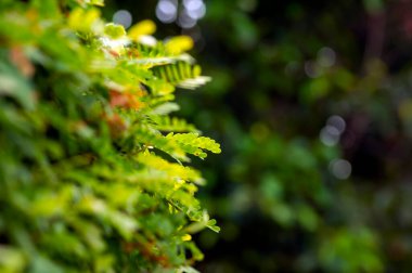 Demirhindi (Leucaena leucocephala) bokeh arkaplanlı yeşil yapraklar.