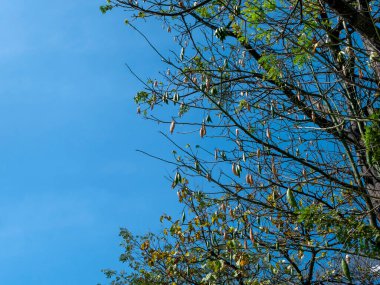 Beyaz ipek pamuk ağacı (Ceiba pentandra), Kapuk Randu (Cava), daimi meyve yatak ve yastık yapımında kullanılabilir..