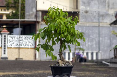 Ağlayan incir, Ficus benjamina bonsai ağacı, arka bahçede..