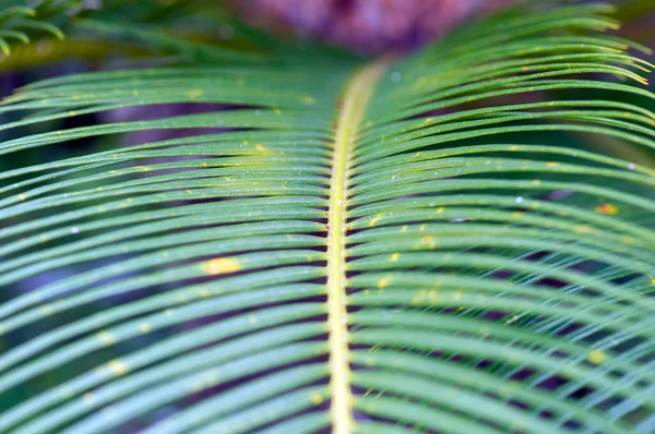 Sago Palm Leaves Cycas Revoluta Green Leaves Selected Focus Natural — Stock Photo, Image
