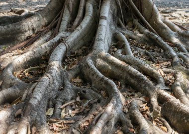 Banir Beringin Iprik, Preh, Ficus retusa, Ficus truncata kök payandası, doğal arka plan.