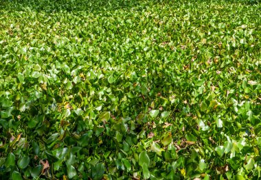 Eceng gondok yatağı, Sümbül yeşili yapraklar, Eichhornia crassipes, Pontederia crassipes. Doğal arkaplan.