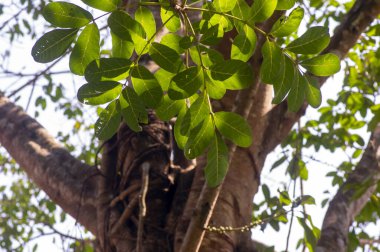 Beringin Iprik, Preh, Ficus retusa, Ficus truncata yeşil yapraklar, sığ odak