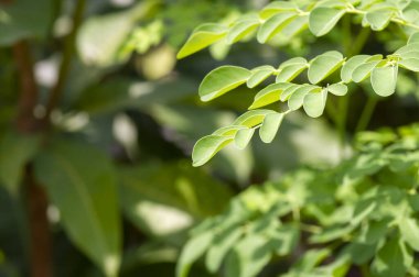 Kelor veya Drumstick ağacı, Moringa oleifera, yeşil yapraklar seçili odak noktası.