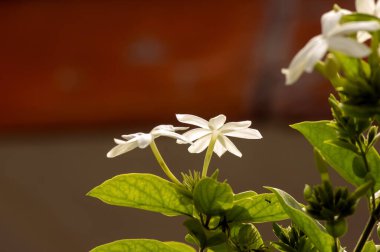 Beyaz krep Jasmine çiçekleri (Tabernaemontana divaricata), yüzeysel odak.