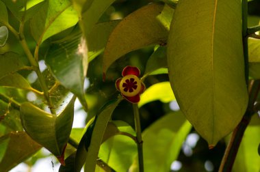 Genç bir mangosteen meyvesi, Manggis, (Garcinia mangostana L.), ağacının üzerinde..