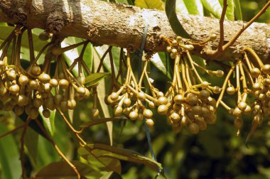 Durian çiçek tomurcukları (Durio zibethinus), meyve kralı, ağaç dalından çiçek açar..
