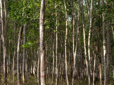 Gunung Kidul, Yogyakarta, Endonezya 'da araştırma için Acacia Mangium Ormanı.