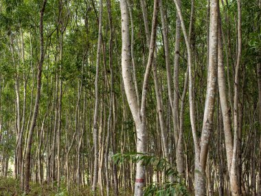Gunung Kidul, Yogyakarta, Endonezya 'da araştırma için Acacia Mangium Ormanı.