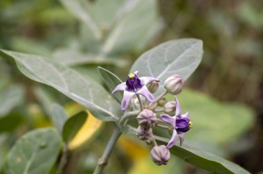 Bunga Widuri, Mor Taç çiçeğinin yakın görüntüsü veya Dev Hint sütçüsü (Calotropis gigantea).