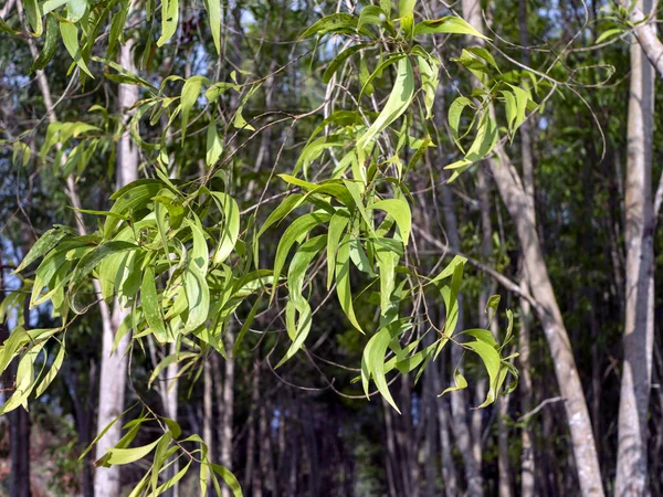 Gunung Kidul, Yogyakarta, Endonezya 'da araştırma için Acacia Mangium Ormanı.